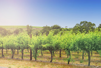 Fototapeta na wymiar Rows of grapevines taken at Australia's McLaren Vale