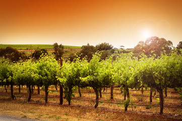 Fototapety  Rzędy winorośli zrobione w australijskim McLaren Vale