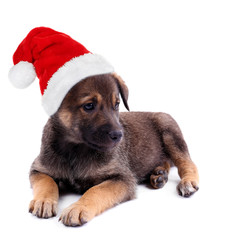 Funny puppy in Santa Claus hat isolated on white