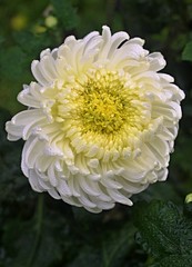 White dahlia