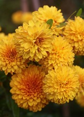 Yellow asters