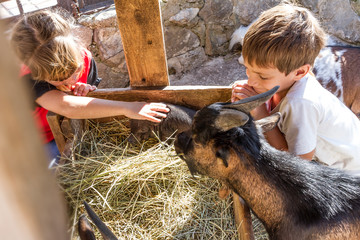 two kids - boy and girl - taking care of domestic animals on far