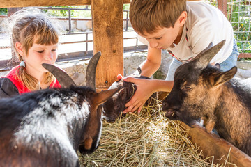 two kids - boy and girl - taking care of domestic animals on far