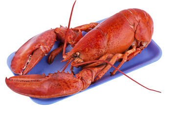 Cooked lobster