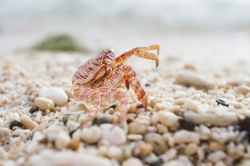 red crab on the beach