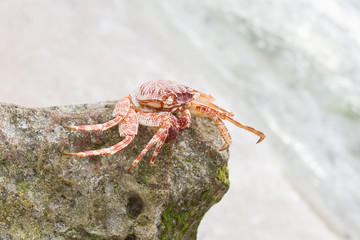 red crab on the beach