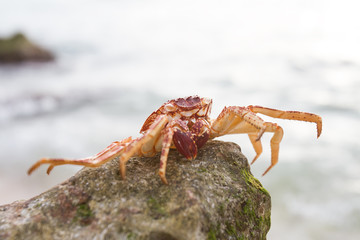 red crab on the beach
