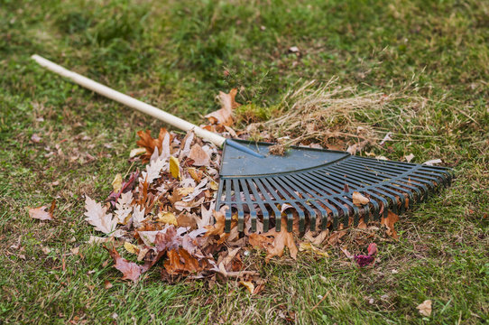 Leaf Rake And Leaf Pile