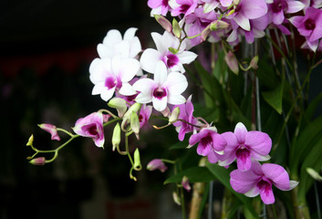 Fototapeta na wymiar Purple orchid flowers with shallow depth