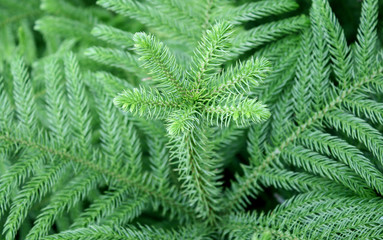 Fototapeta na wymiar green prickly branches of a fur-tree or pine