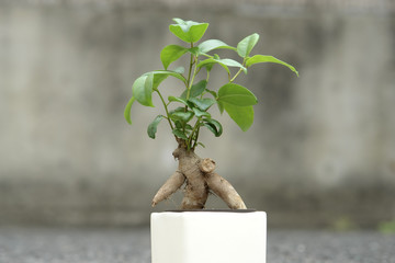 人型のガジュマル