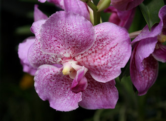 purple orchid