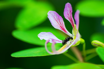 Bauhinia yunnanensis,  FABACEAE