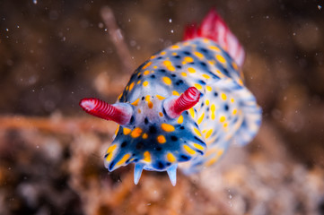 Nudibranch in Gili, Lombok, Nusa Tenggara Barat underwater