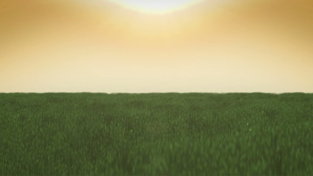 Grass Sunset
