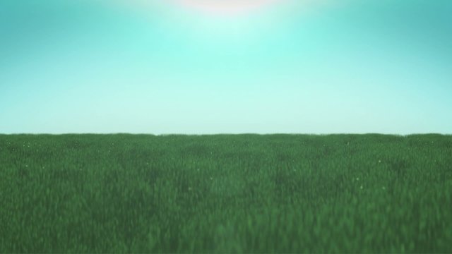 Grass Sunset Green