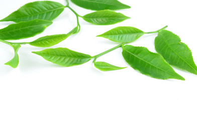 Fototapeta na wymiar tea green leaves isolated on white