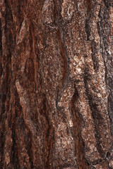 Ponderosa Pine bark detail