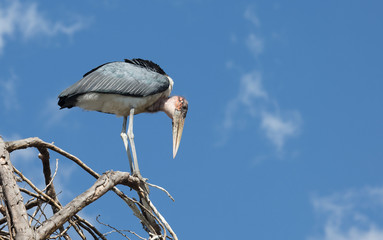 Vogel auf einem Baum