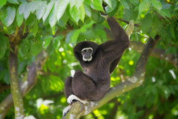 Gibbon Monkey