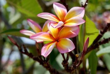 Obraz premium Beautiful tropical flowers pink Plumeria against a natural backg