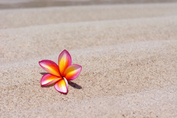 Fototapeta na wymiar Tropical flower Plumeria alba on the sandy beach