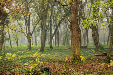 Fototapeta premium autumn park in fog
