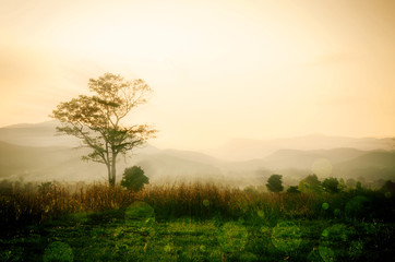 sun ray of sunset sky in the natural scenery, meadows and trees