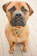 Sad Bull Mastiff Dog