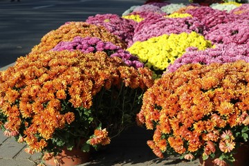 chrysanthemums