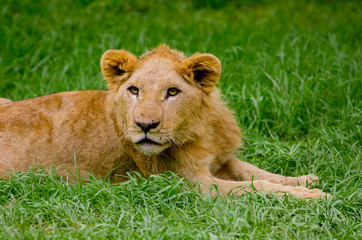 Obraz na płótnie Canvas beautiful young lion resting on grass