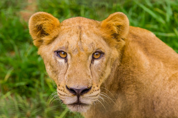 closeup portrait of beautiful lioness