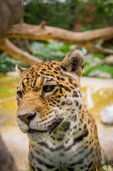 closeup portrait of beautiful jaguar outdoors