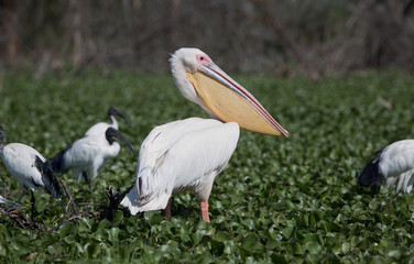 Pelikane am See