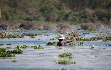 Afrikanischer Fischer