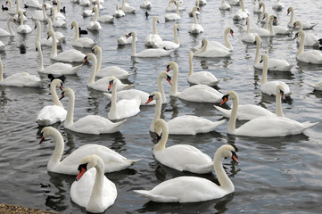 Obraz premium Swans feeding at Abbotsbury Swannery in Dorset