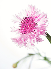 Pink Cornflower flower isolated on white background