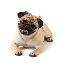 Pug dog isolated on a white background