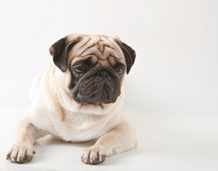 Pug dog isolated on a white background