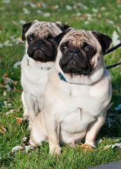 Two pug dog on the grass