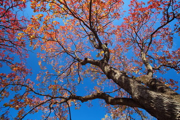 Fototapeta na wymiar Big tree and red leaf in autumn season