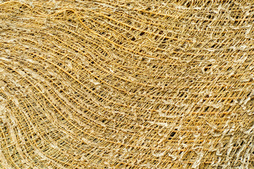 coconut tree texture