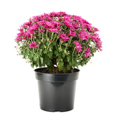 blooming chrysanthemum in flowerpot isolated on white