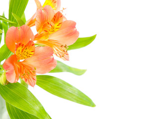 orange lily flowers isolated on white background, horizontal photo with copy space