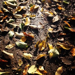 Fallen Leaves on a street