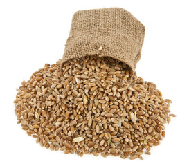 grains of wheat in a sack