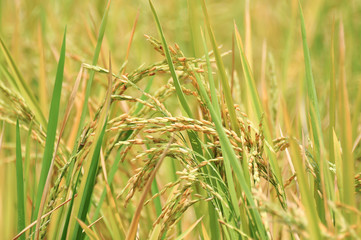 Oryza sativa