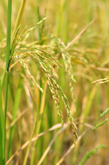 Oryza sativa