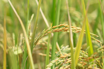 Oryza sativa