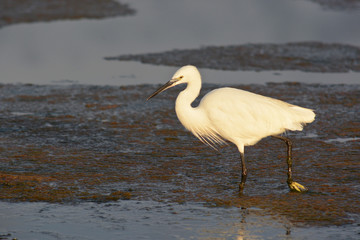 garzetta (Egretta garzetta)